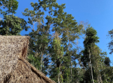 Peru Forest